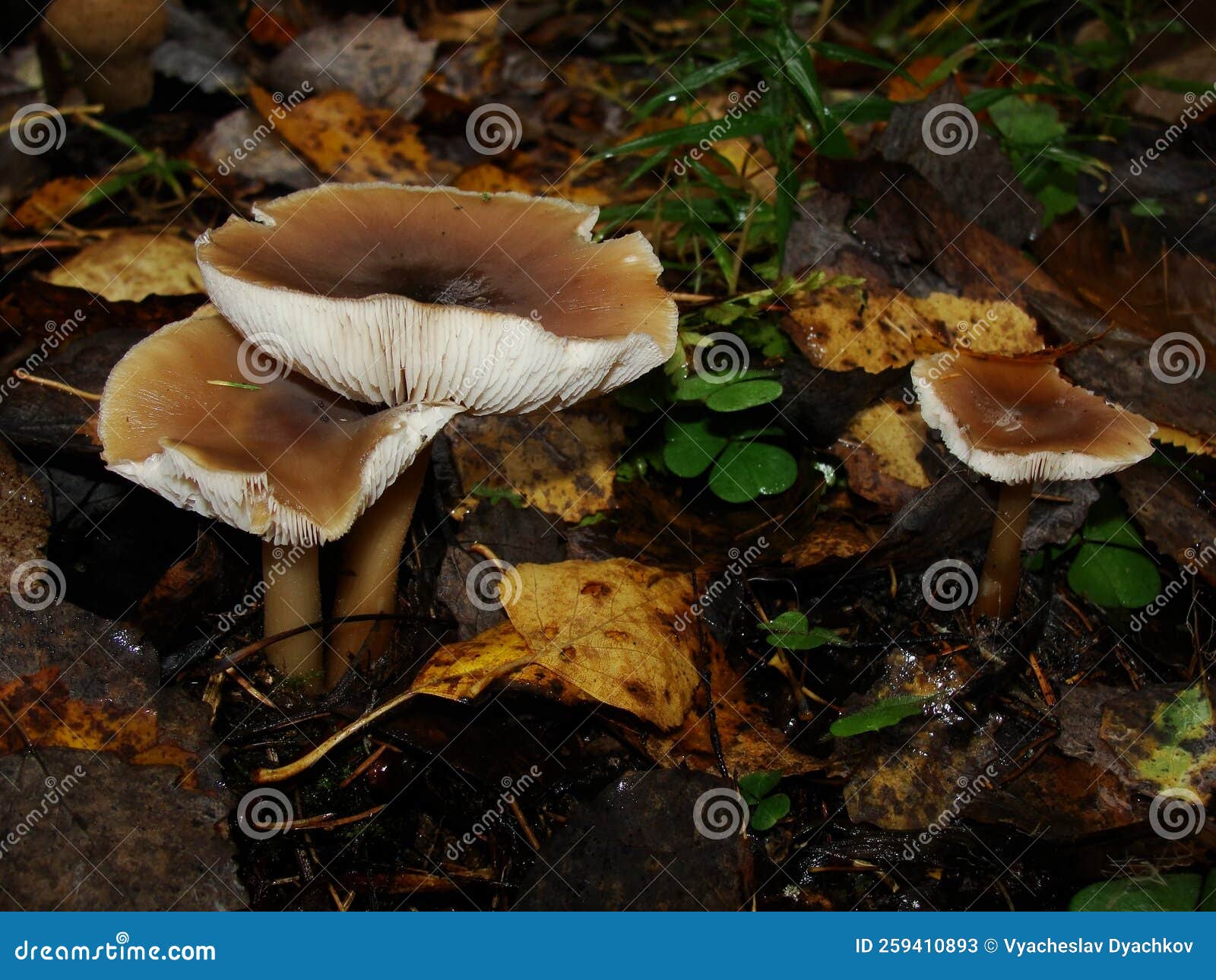 gymnopus ocior mushroom on an old stump, closeup. the butter cap rhodocollybia butyracea is an edible mushroom , stacked macro