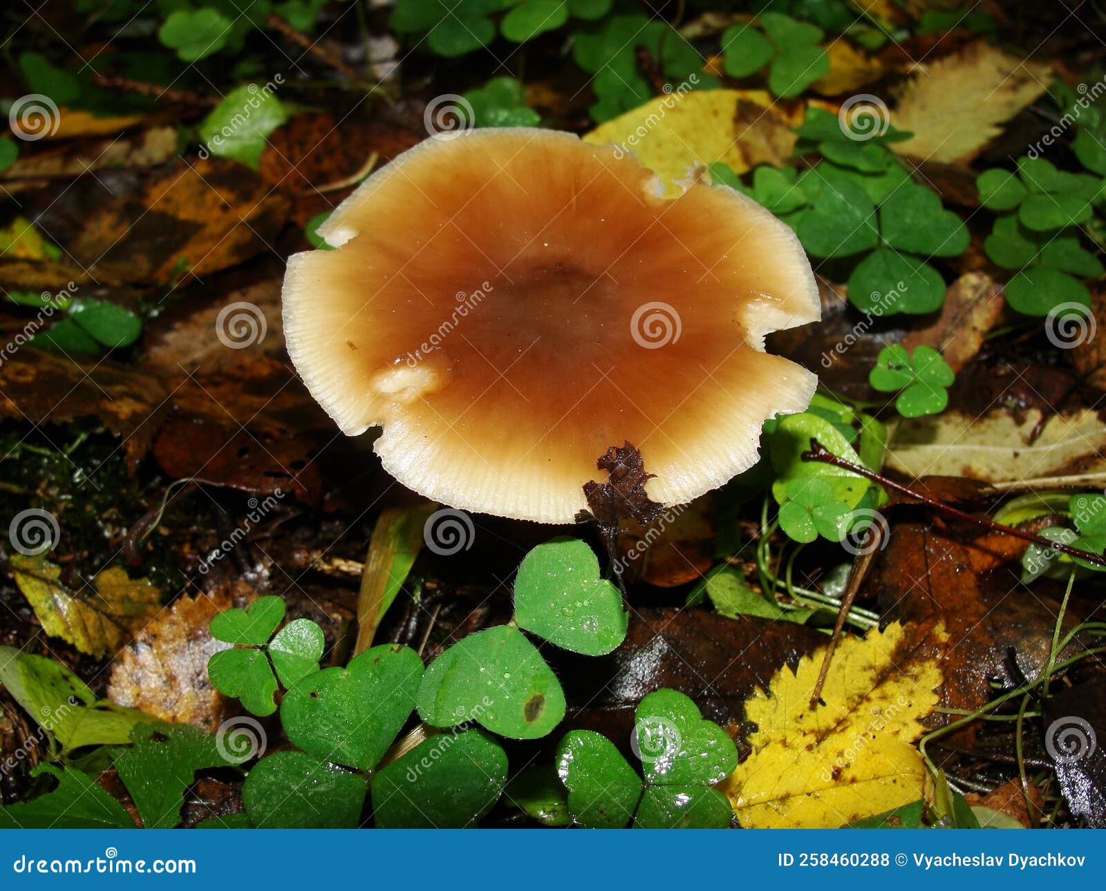 gymnopus ocior mushroom on an old stump, closeup. the butter cap rhodocollybia butyracea is an edible mushroom , stacked macro