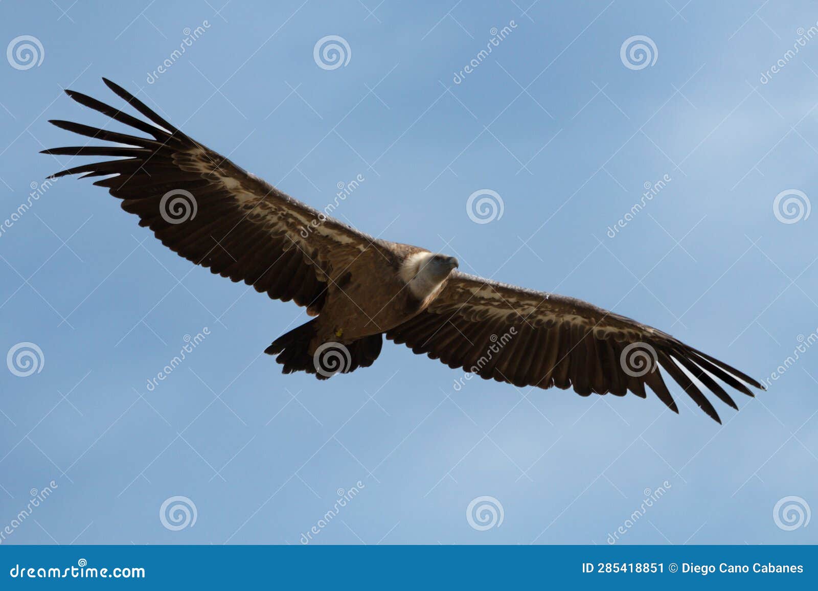gyps fulvus flying with sky background with clouds in alcoy,