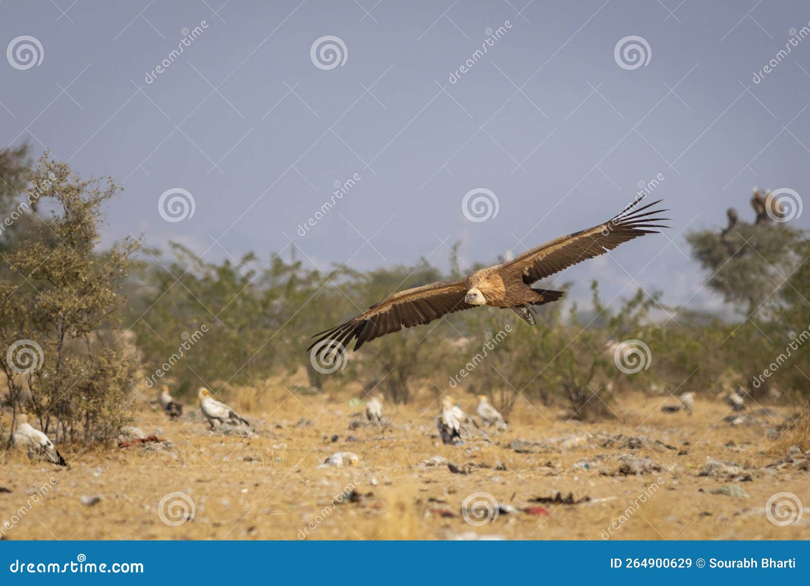 Gyps Fulvus or Griffon Vulture or Eurasian Griffon in Flight with Full ...