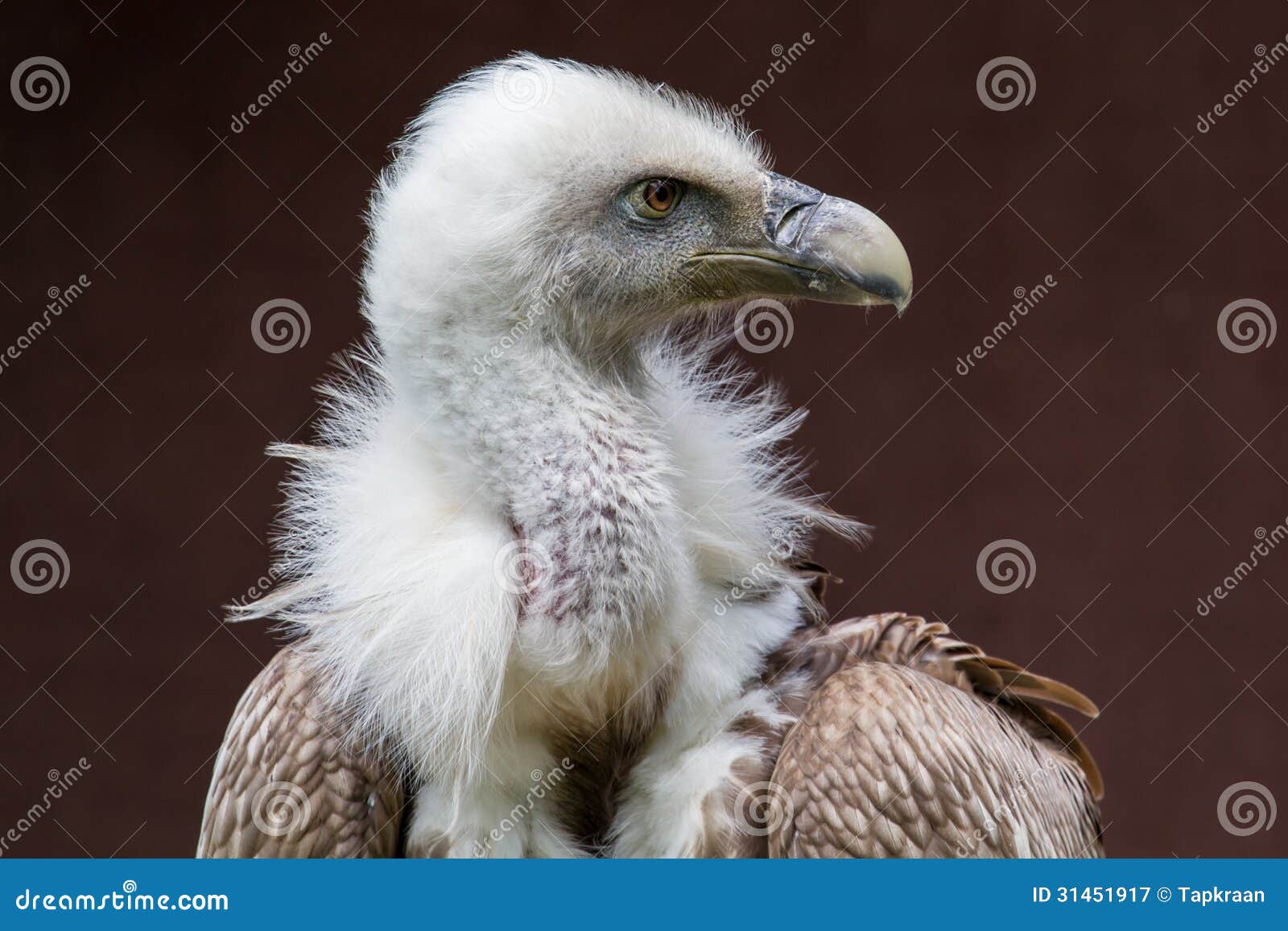 Gyps fulvus stock image. Image of carnivore, raptor, wildlife - 31451917