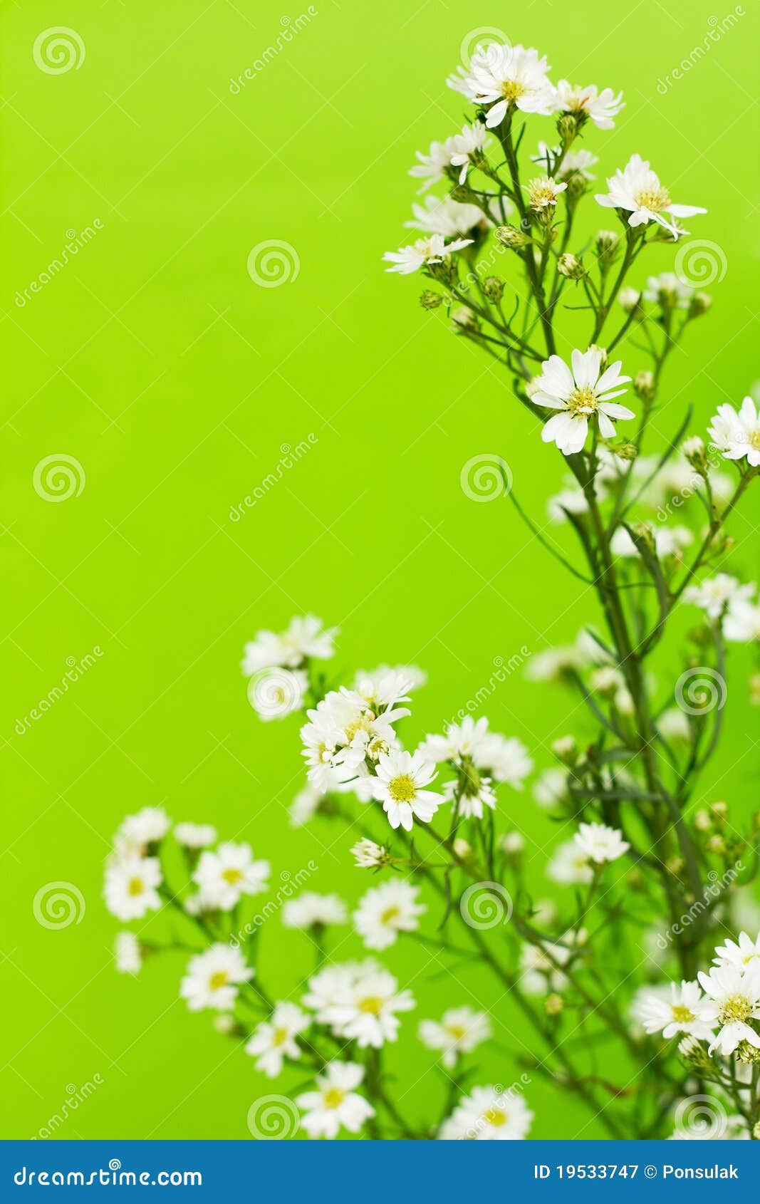 Gypsophila stock image. Image of growth, stick, branch 19533747
