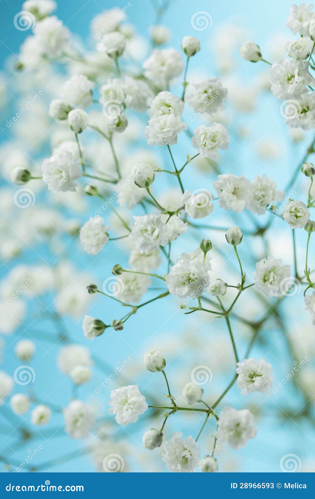 gypsophila