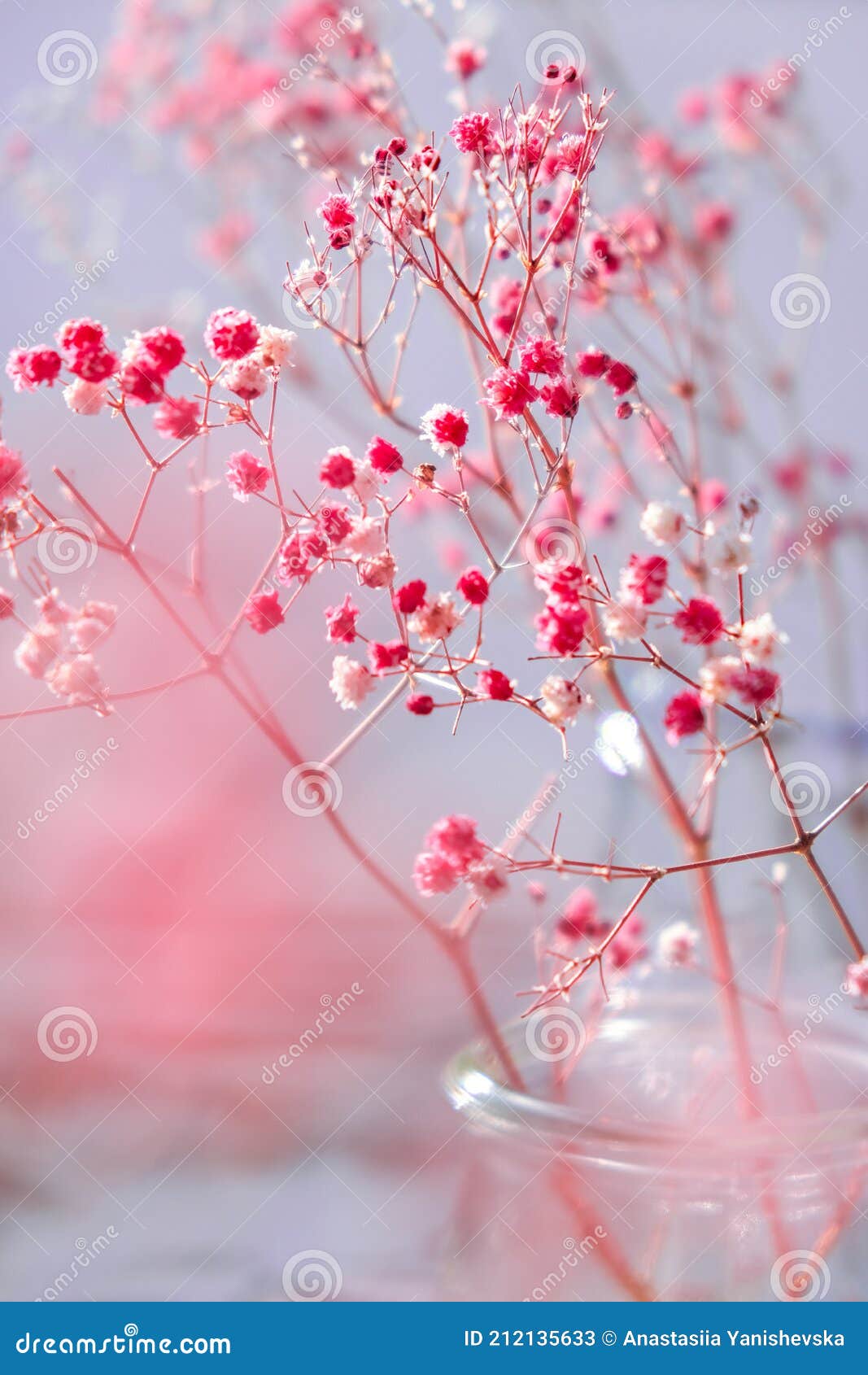 Gypsophila (Baby’s Breath)- Pink