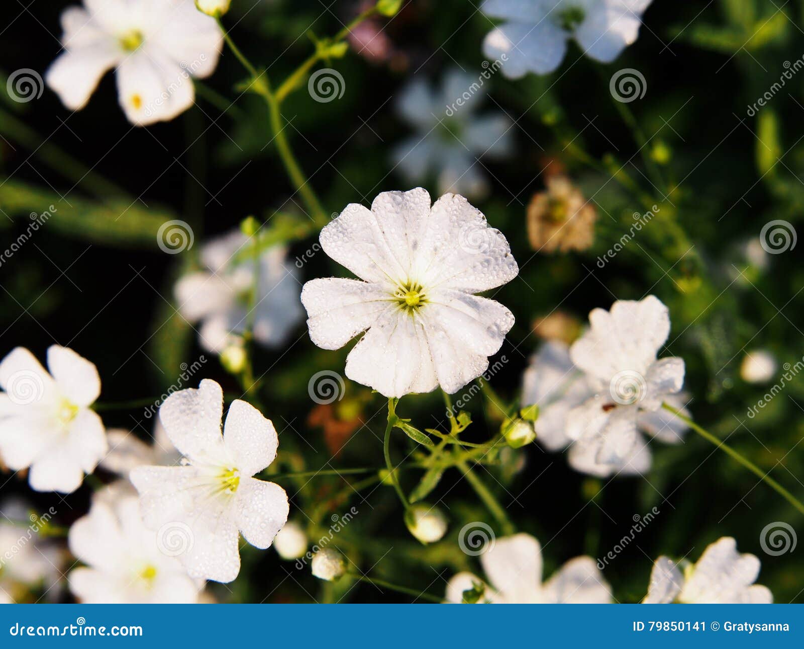 gypsophila elegant