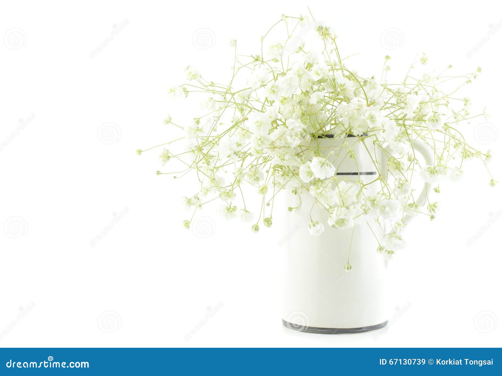 Gypsophila Fleurs De Bebe Souffle Lumiere Les Masses Bien Aerees De Petites Fleurs Blanches Cle Elevee De Processus Image Stock Image Du Elevee Souffle