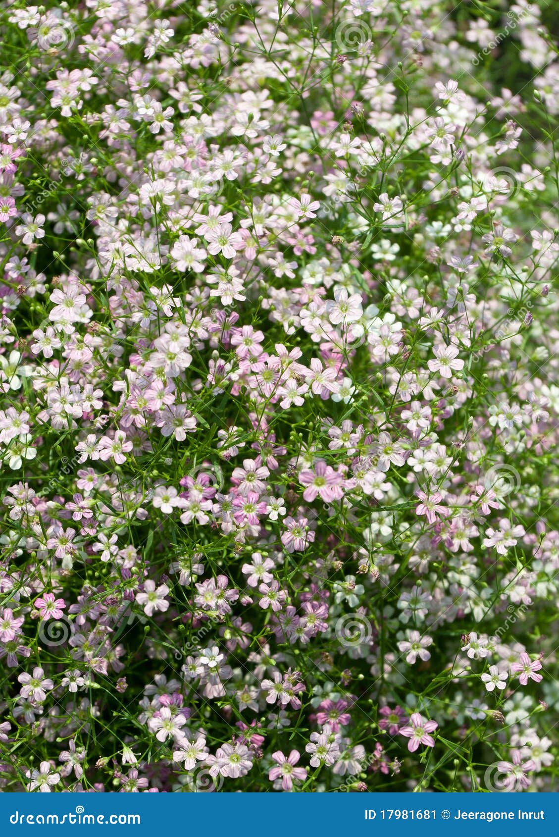 Gypsophila flower stock image. Image of flora, green 17981681
