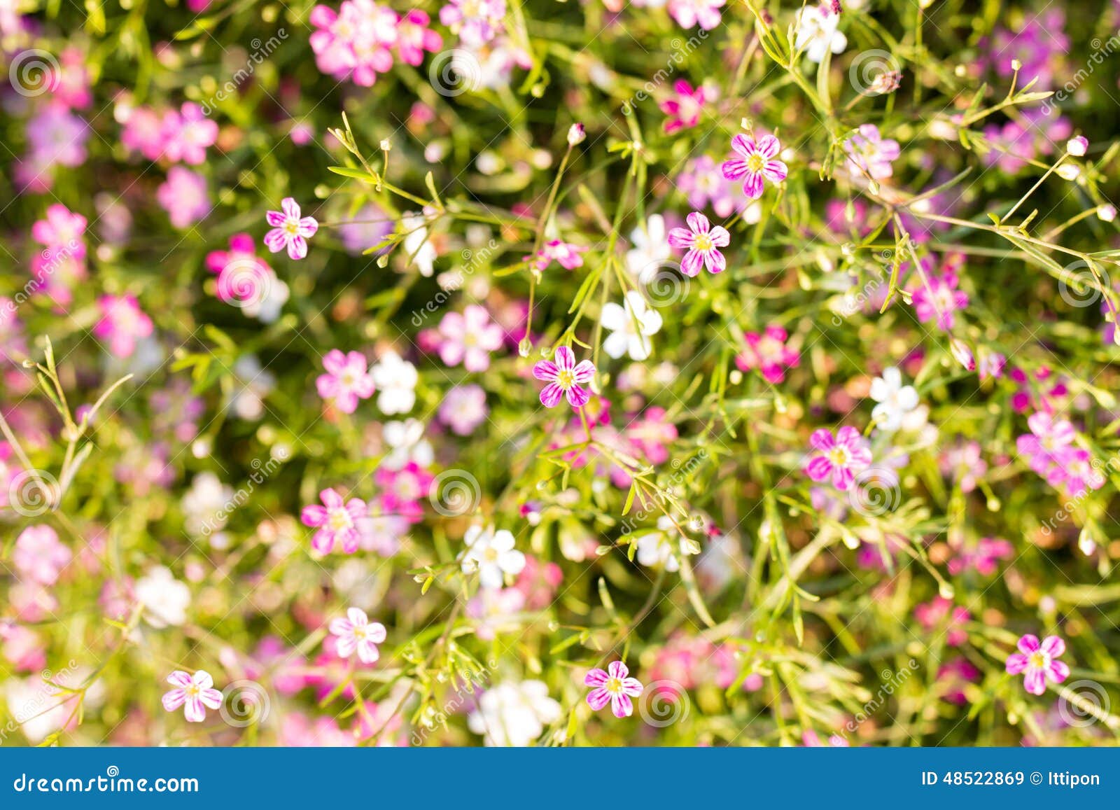 Gypsophila flowers stock image. Image of beauty, nature 48522869