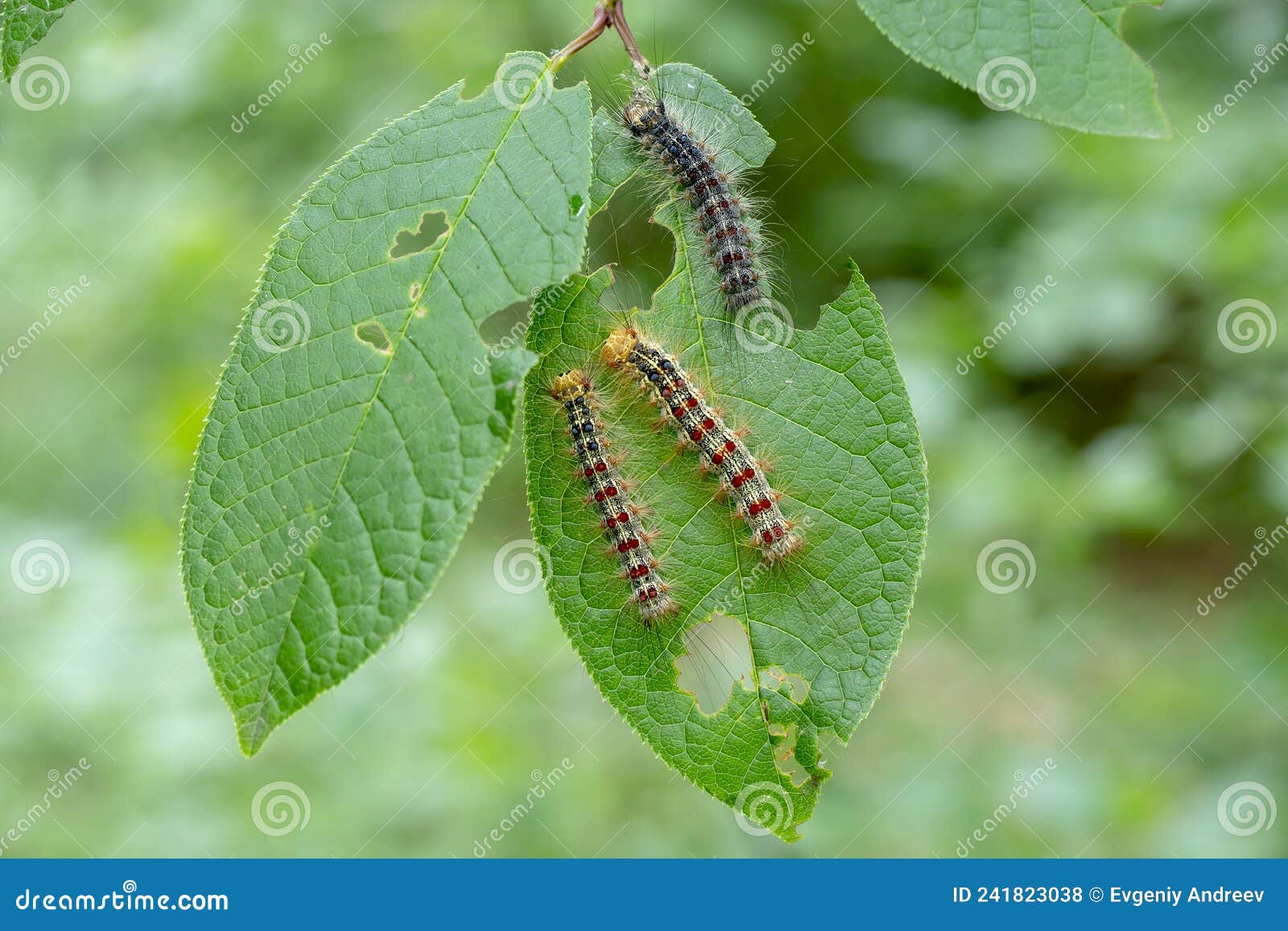 Gypsy Moth Caterpillars Eating Tree Leaves, Closeup. Macro Stock Photo