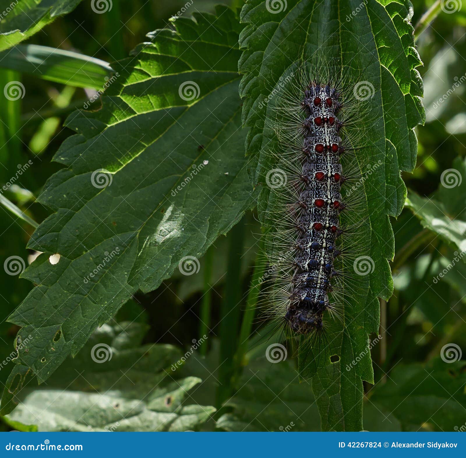 Gypsy moth caterpillars. stock photo. Image of locations 42267824