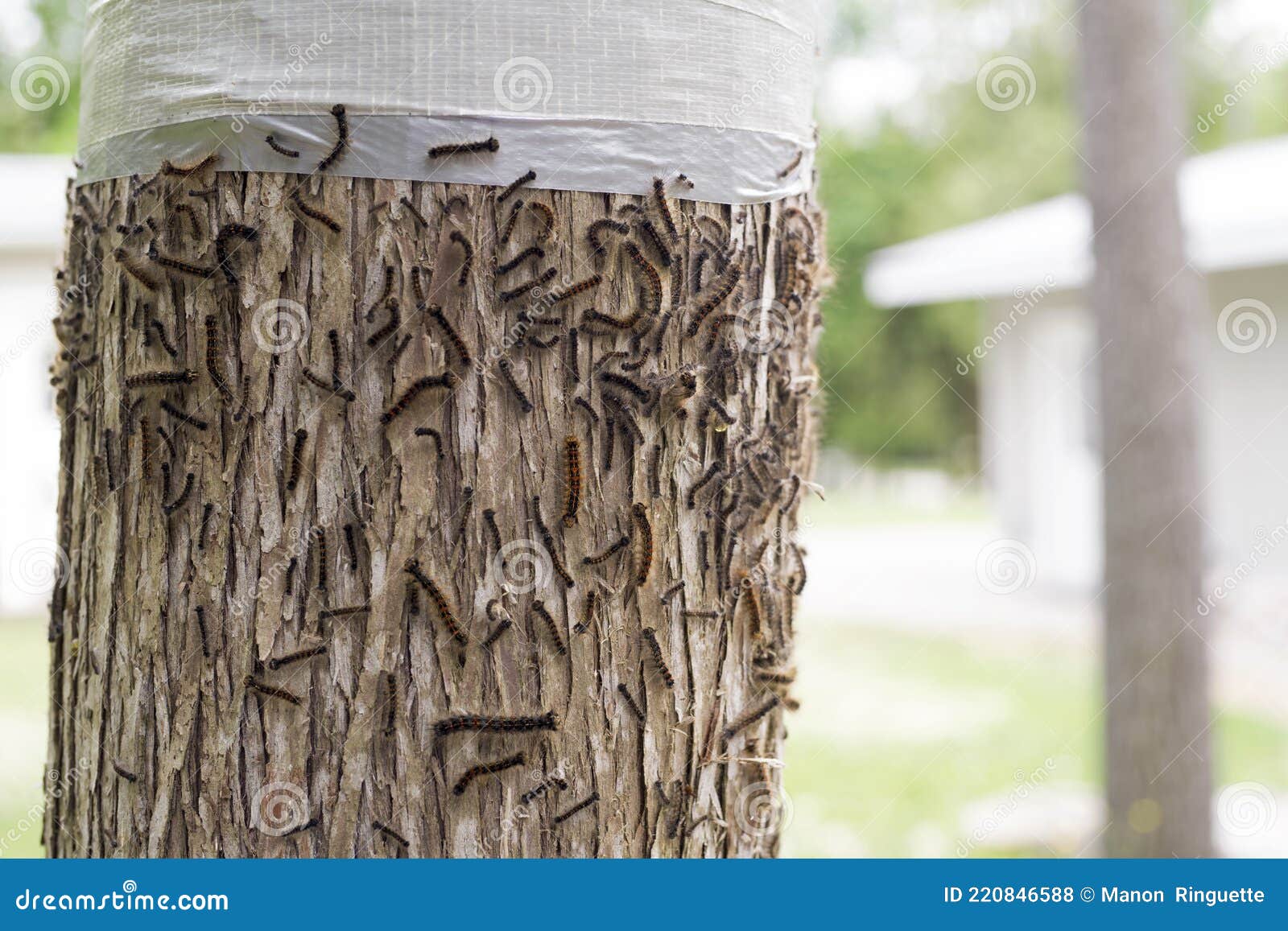 https://thumbs.dreamstime.com/z/gypsy-moth-infestation-tree-banding-larvae-various-stages-growth-attempt-to-crawl-up-trunk-cedar-band-duct-tape-220846588.jpg