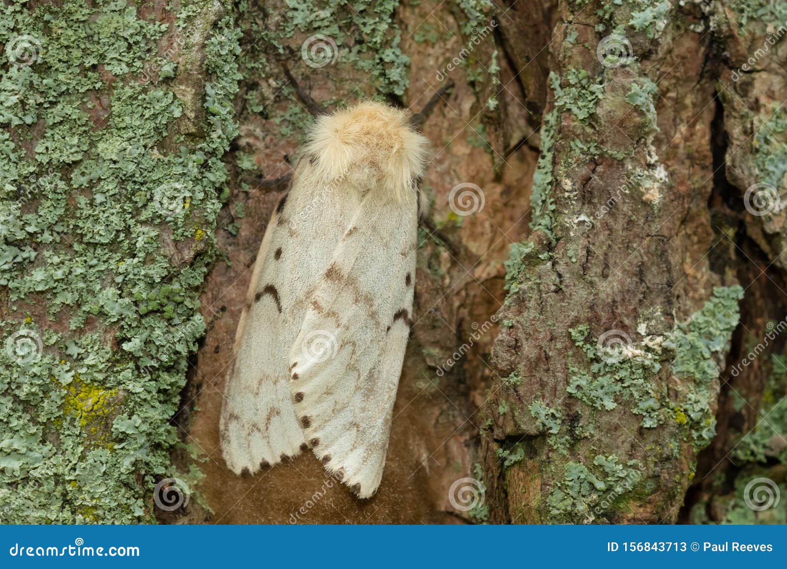 spongy moth - lymantria dispar