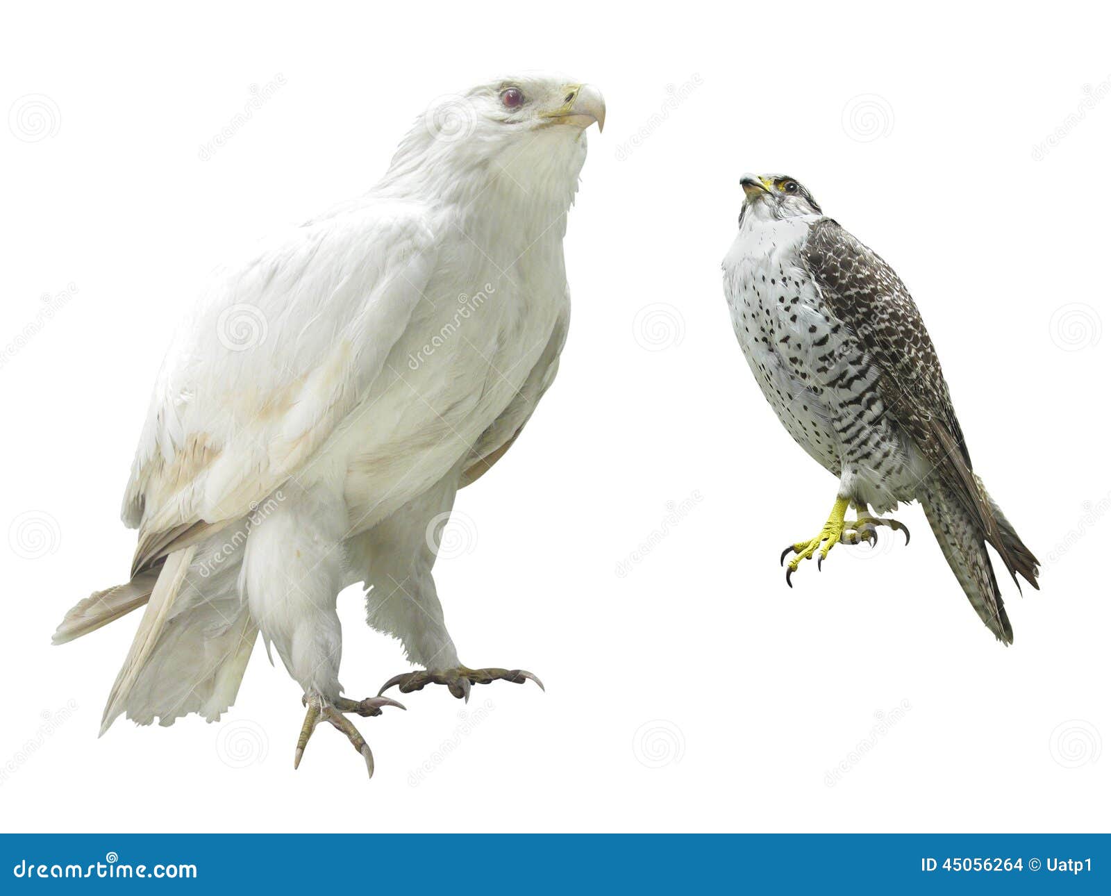 Gyrfalcon bajo fondo blanco