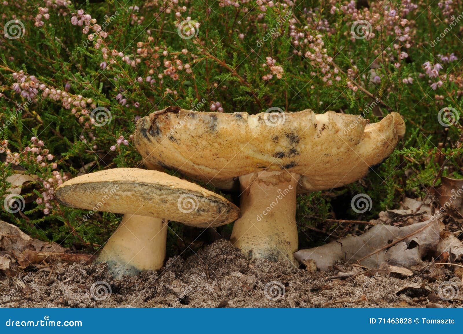 gyroporus cyanescens, commonly known as the bluing bolete or the cornflower bolete