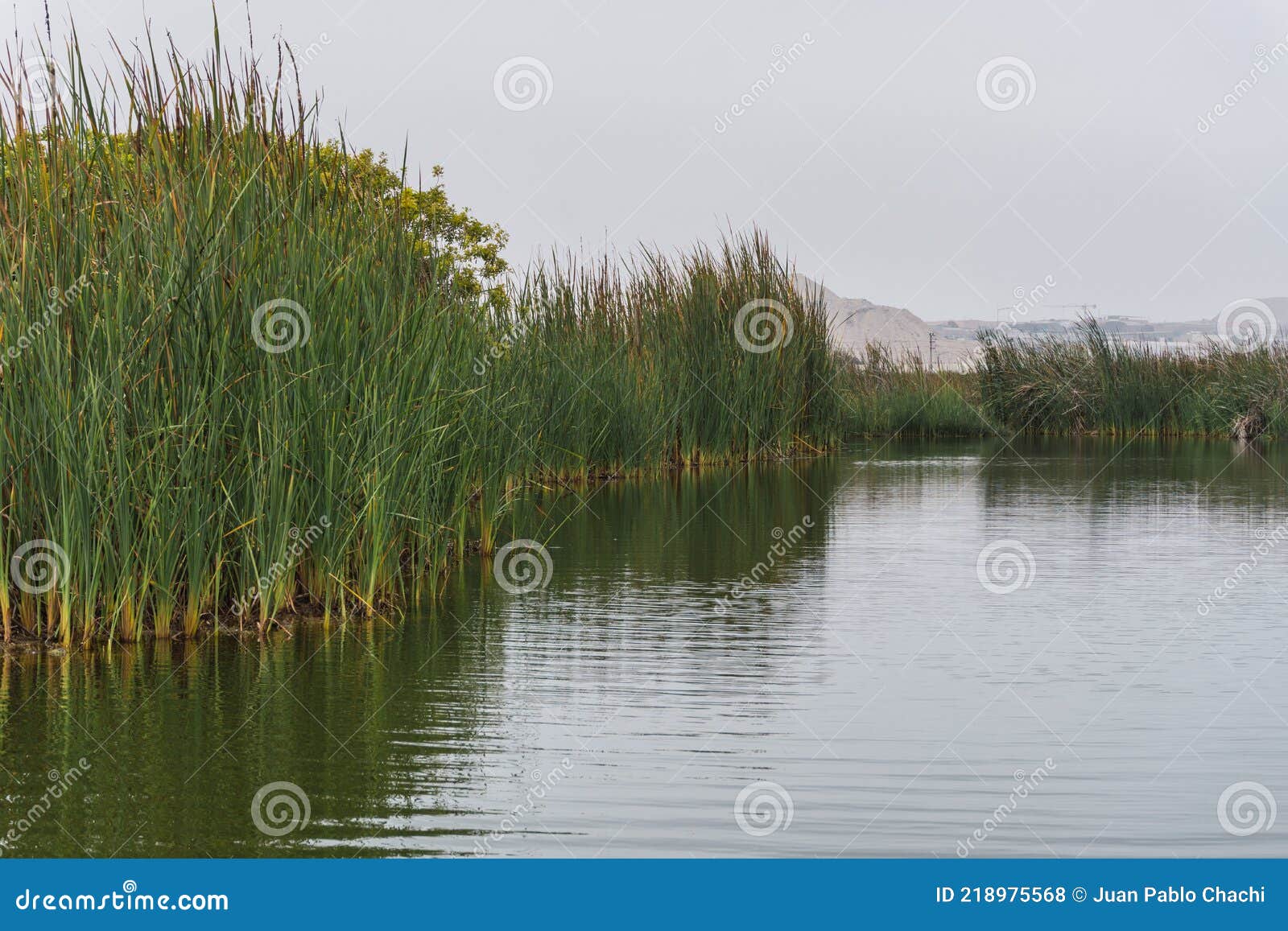 gÃÂ©nesis lagoon in pantanos de villa chorrillos lima peru
