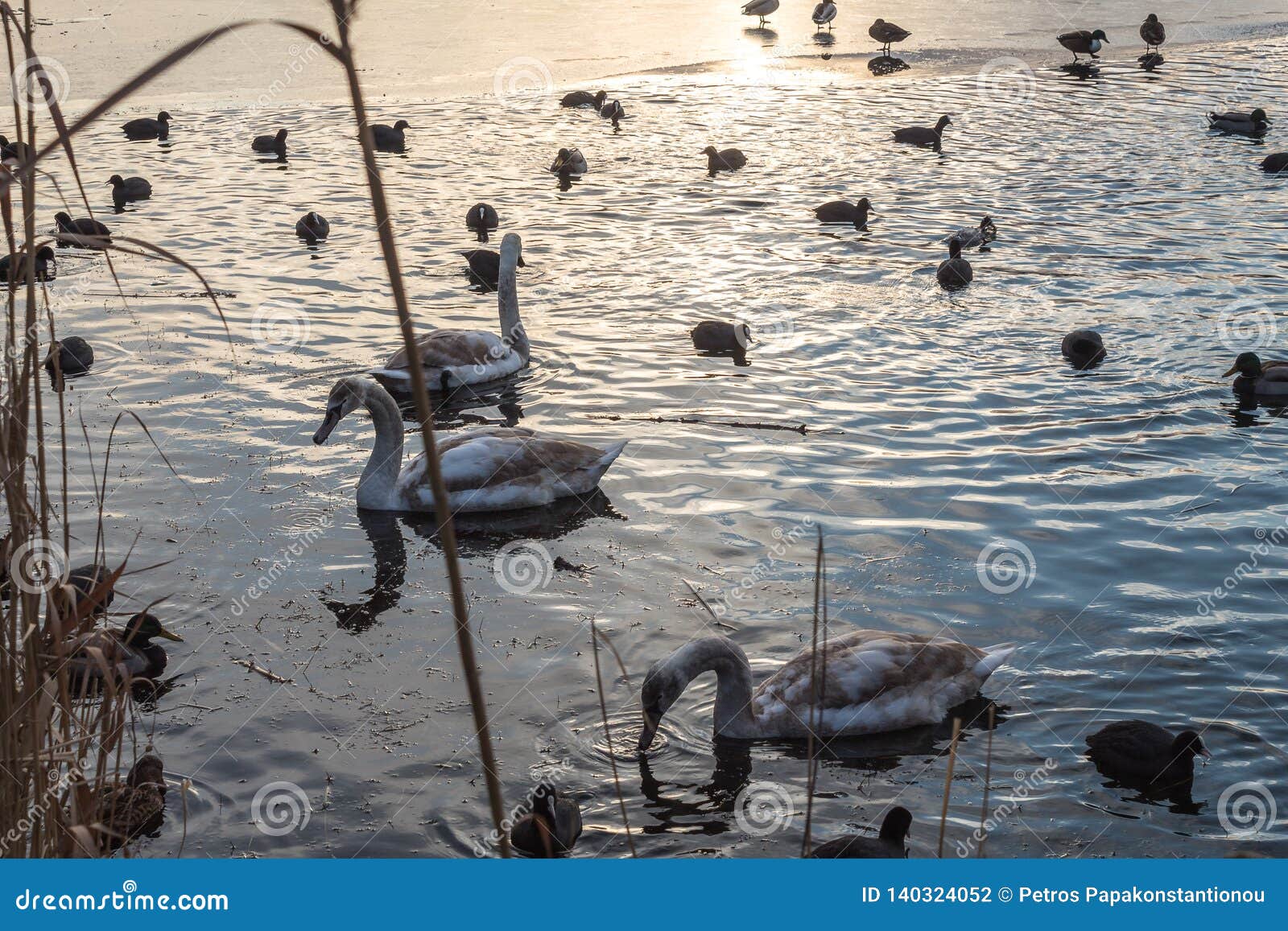 Gänse und Enten, die Sonnenuntergangwasser schwimmen. Gänse und Enten nah herauf schwimmendes Sonnenuntergangwasser