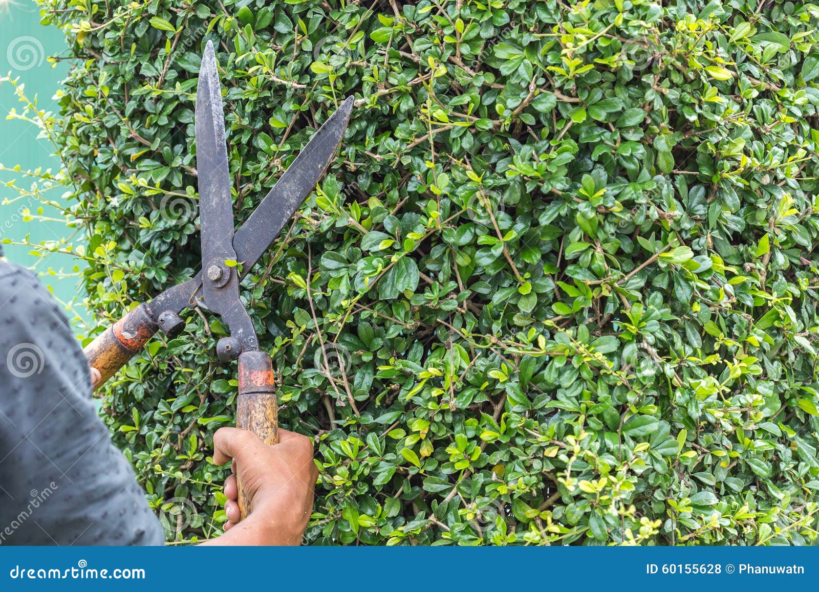 Gärtner, Der Eine Hecke Im Garten Schneidet Stockfoto Bild von sommer
