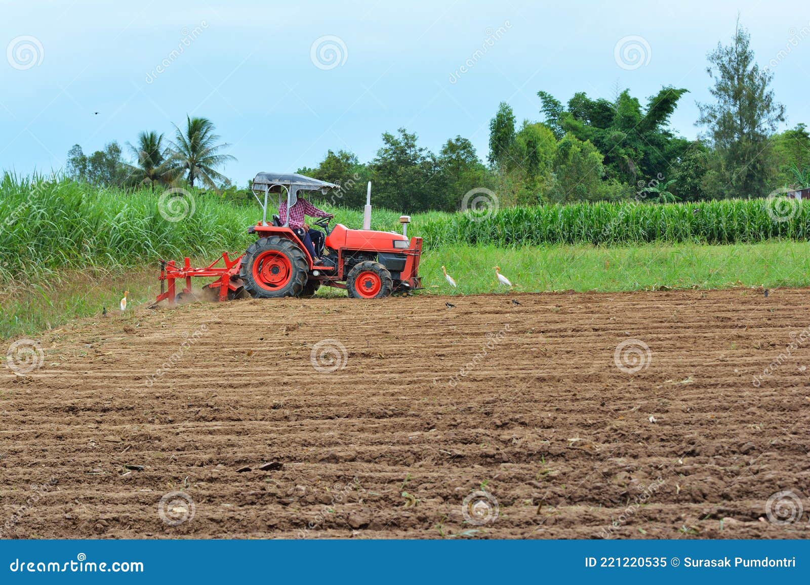 Gärtner fahren den Traktor, um den Boden zu kultivieren. Pelikane auf der Suche nach Nahrung mit Wald und blauen Himmel Hintergrund