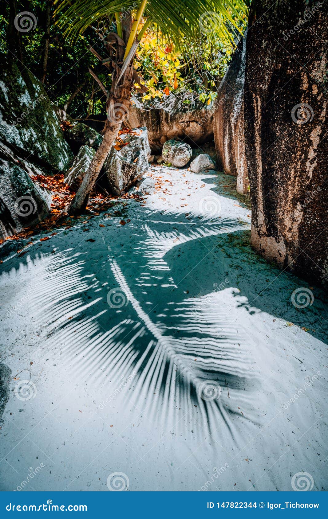 Walking path between big granite boulders on Anse Source D Argent, La Digue island Seychelles. Contrast shadow of palm leaf on the ground. Vacation travel concept.