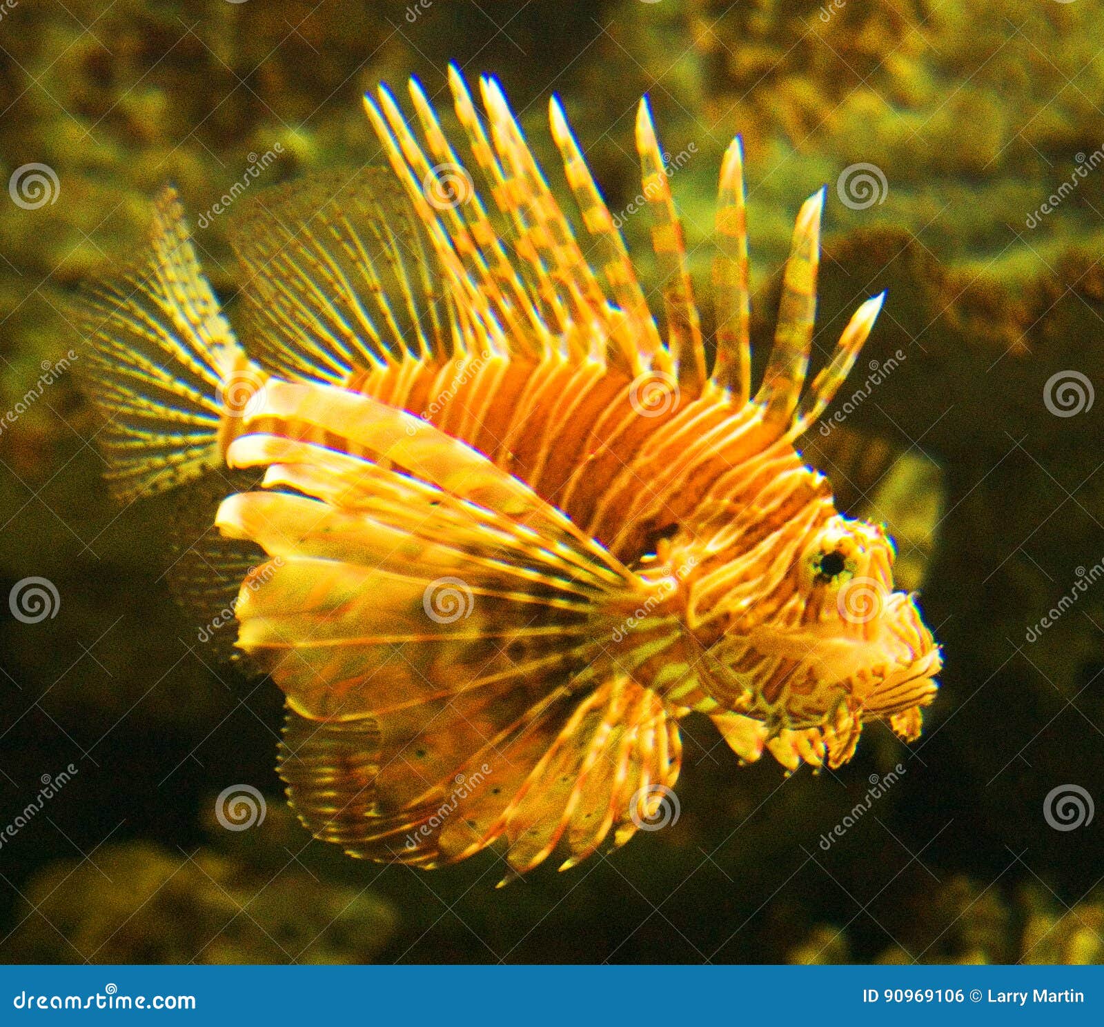 Género Pterois del Lionfish. El rojo o anaranjados y amarillea el lionfish es venenosos, un natural carnívoro de los pescados al Indo-pacífico que ahora es especies invasores en el Atlántico