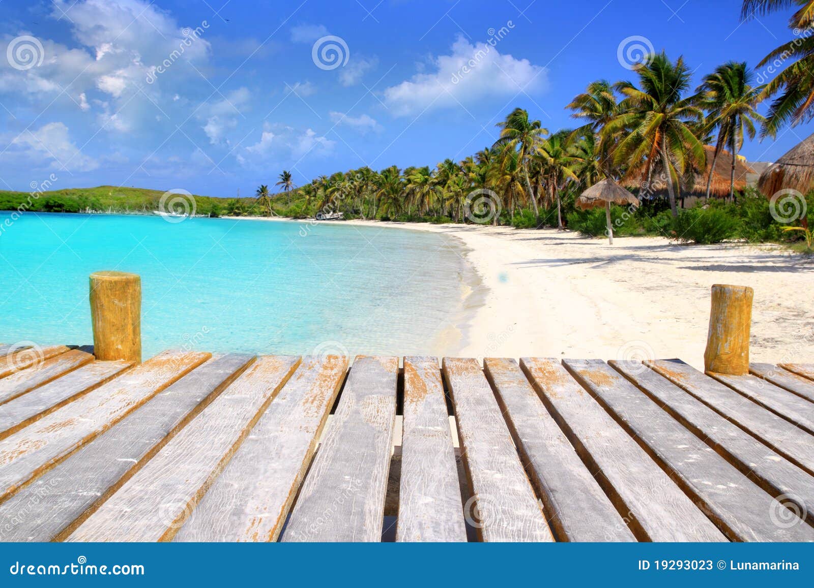 Gömma i handflatan den karibiska contoy ön mexico för stranden treesl. Tropiska ömexico för strand karibiska contoy palmträd