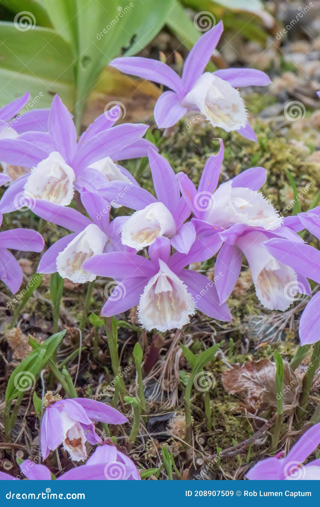 Hábitat Silvestre De La Orquídea China Hardy Pleione Bulbocodioides Imagen  de archivo - Imagen de familia, planta: 208907509