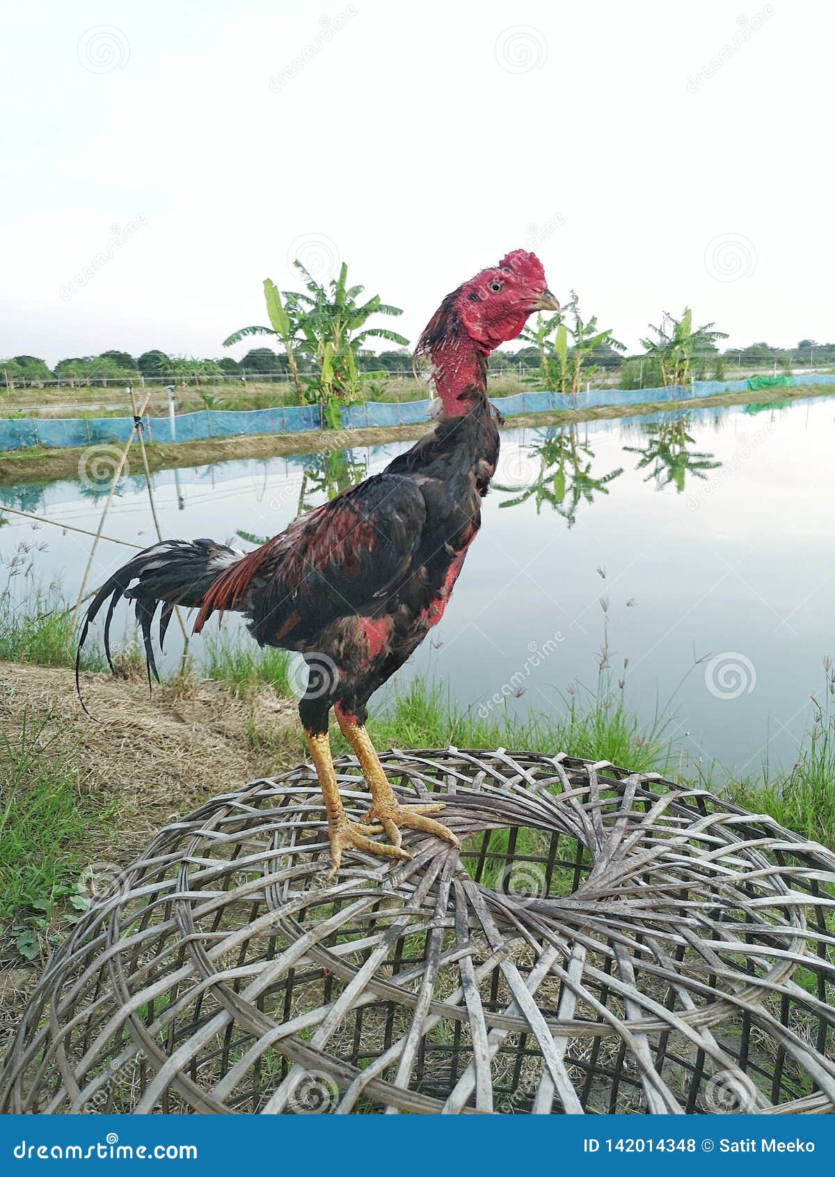 Huhnerkampfer Thailand Huhn Stockfoto Bild Von Thailand Huhn 142014348