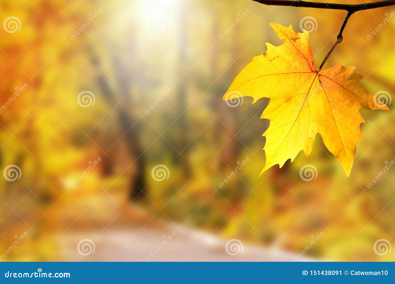 Autumn background. Yellow leaf in autumn park on a blurred background.