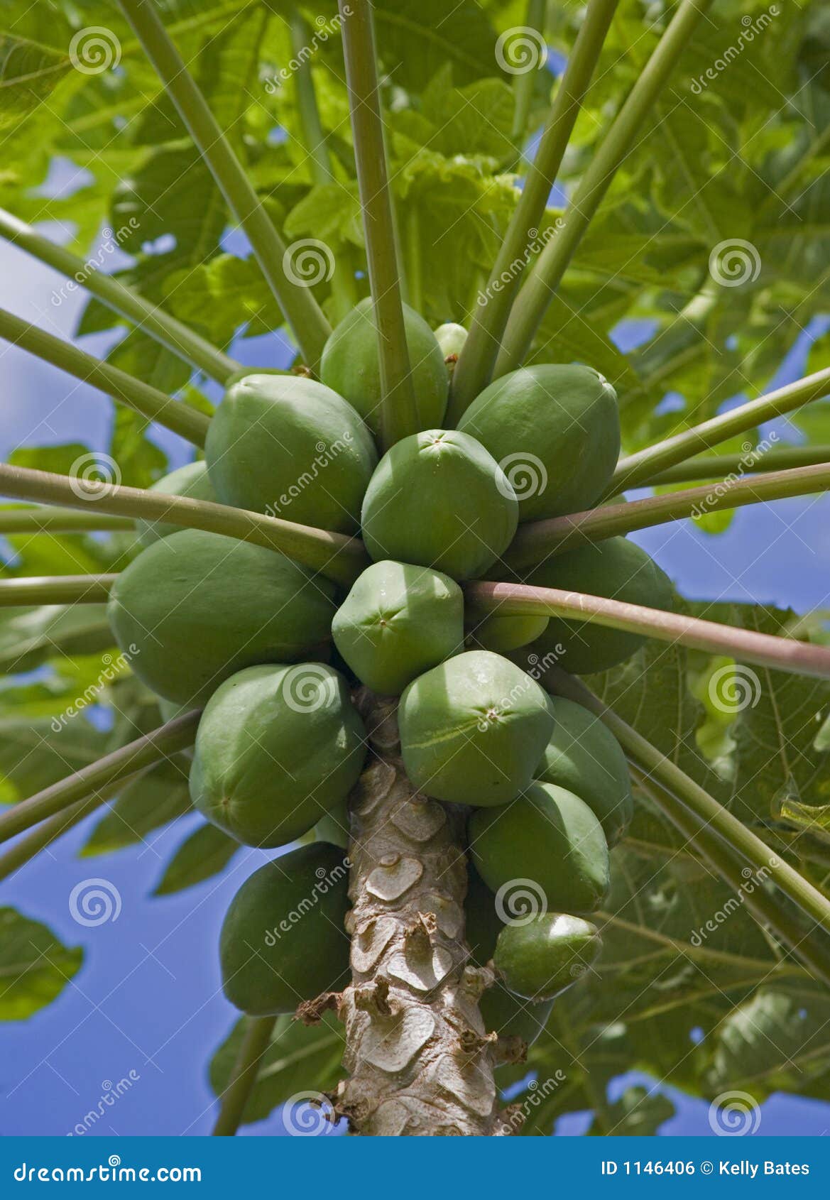 Hawaiian Apple Banana Tree Stock Photos Free & RoyaltyFree Stock