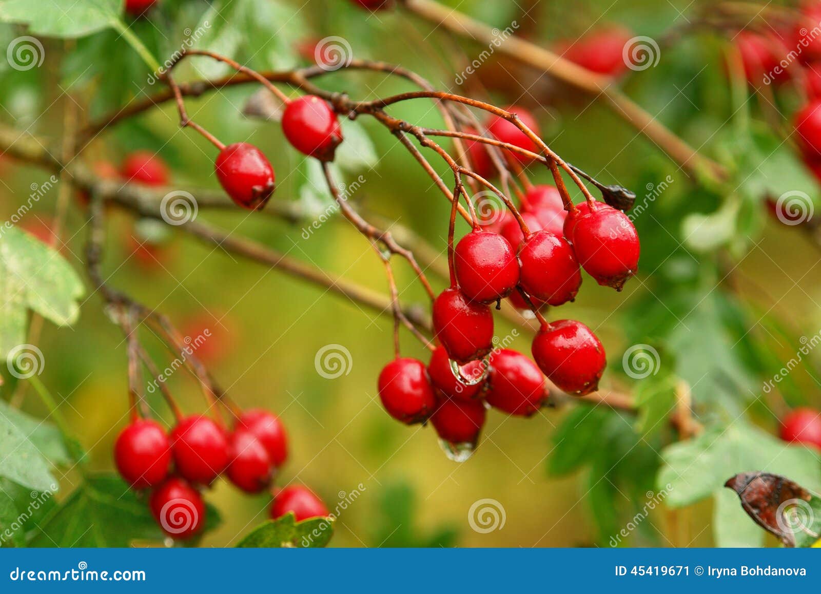 Haagdoornbessen Crataegus laevigata. Haagdoornbessen in een de herfstdag Crataegus laevigata