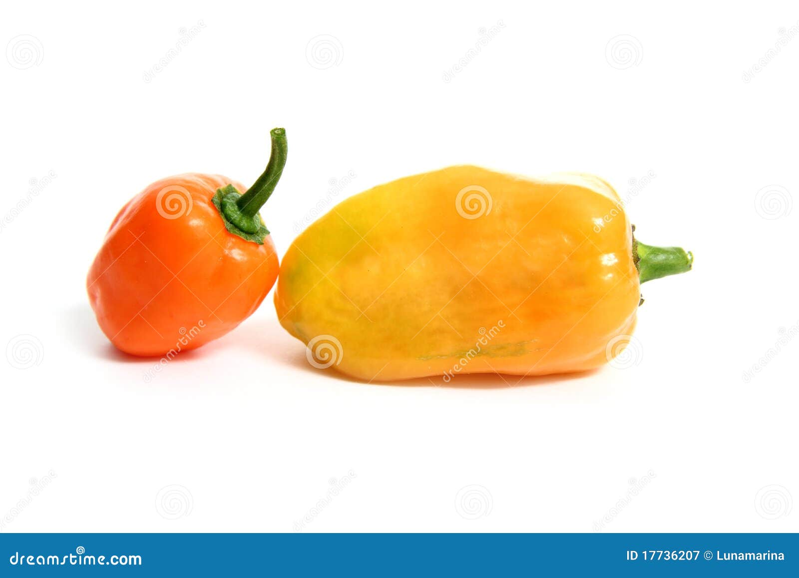 habanero capsicum chili hottest pepper