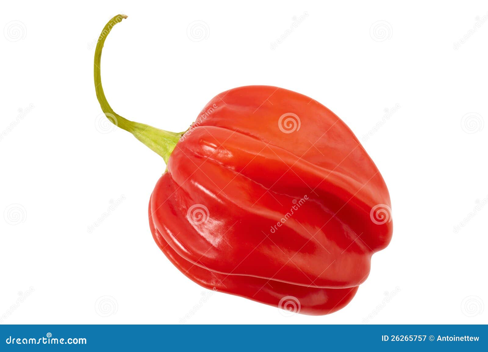 Habanero or chili pepper stock image. Image of stem, yucatan 26265757