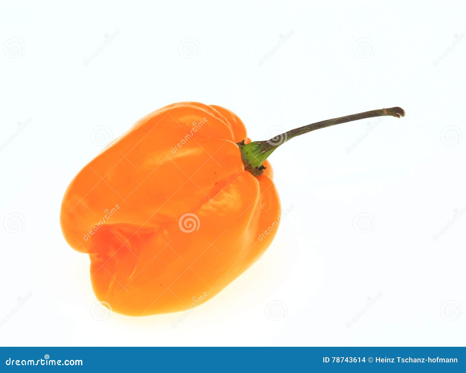 habanero, chili pepper, capsicum annuum