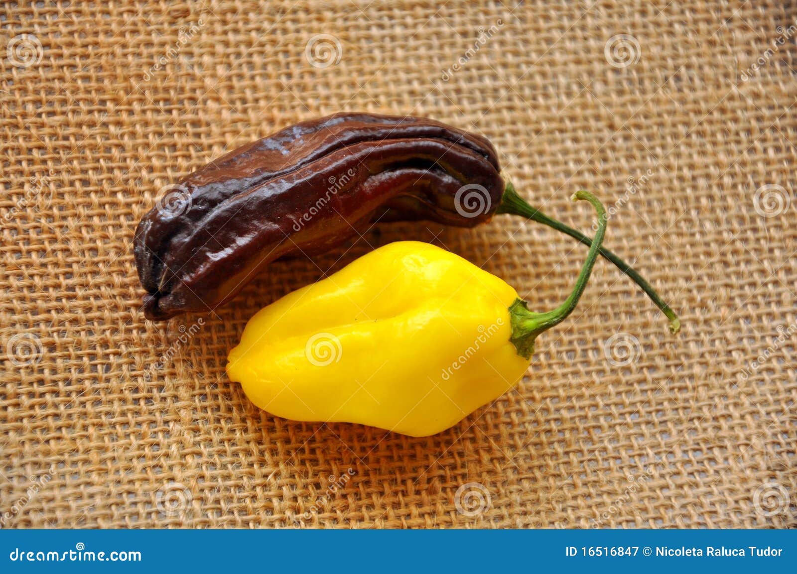 Habanero chili peppers stock image. Image of cuban, chili 16516847