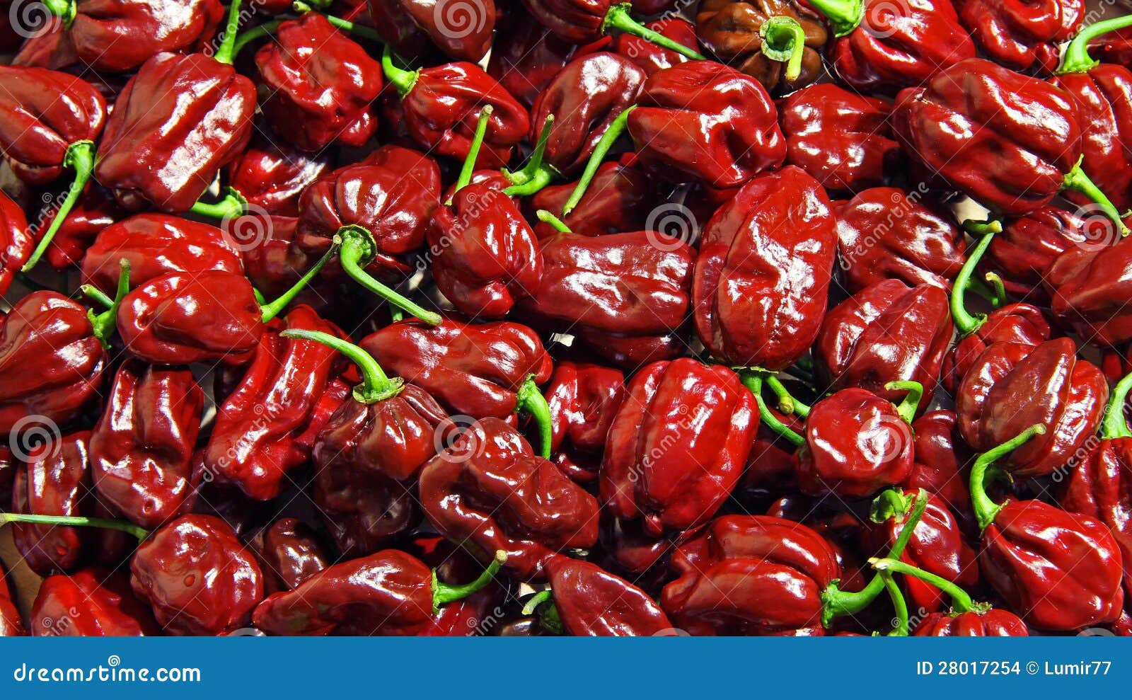 Habanero del chocolate foto de archivo. Imagen de color 28017254