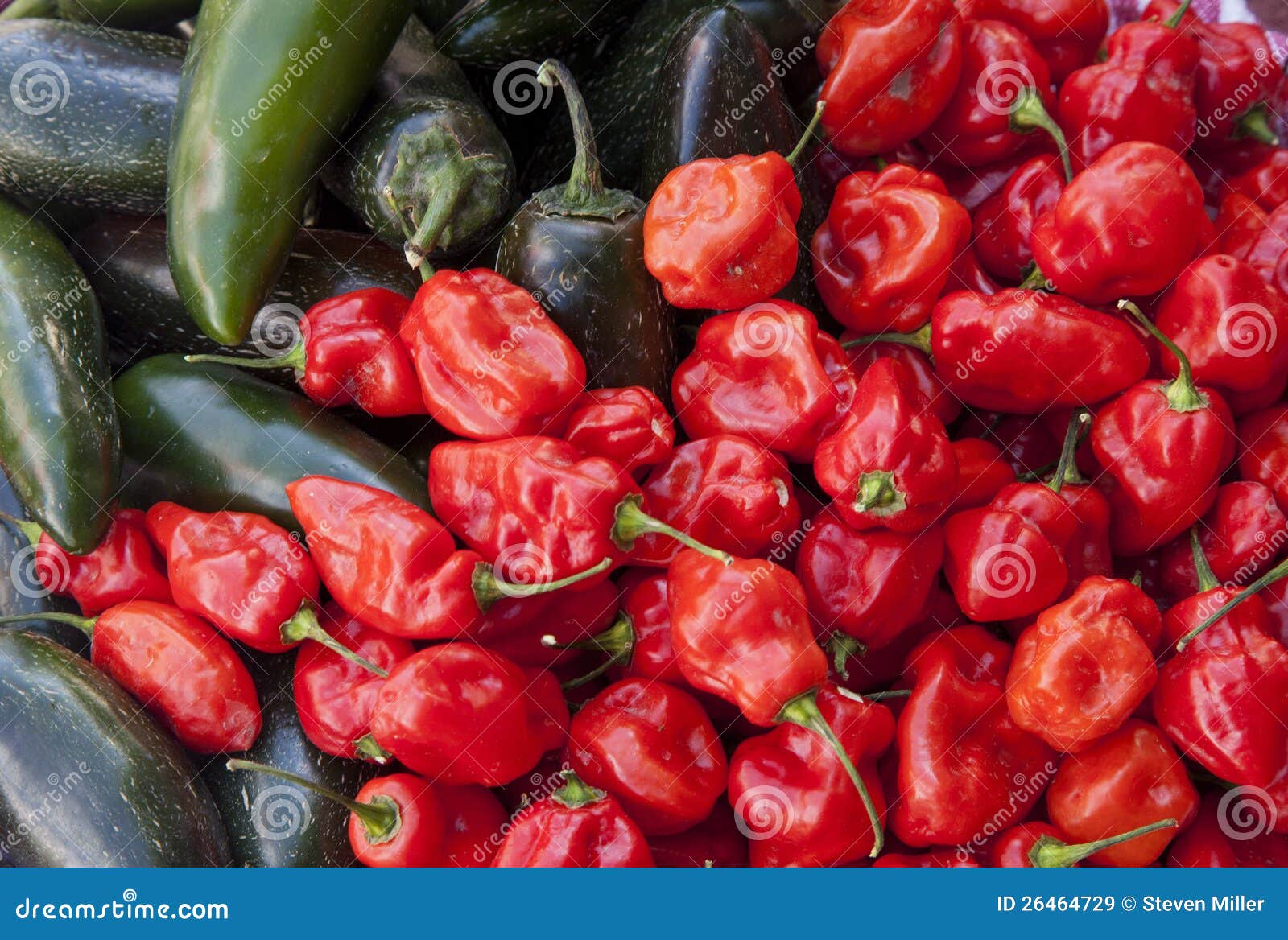 Habanero and Jalapeno stock image. Image of peppers, habanero 26464729