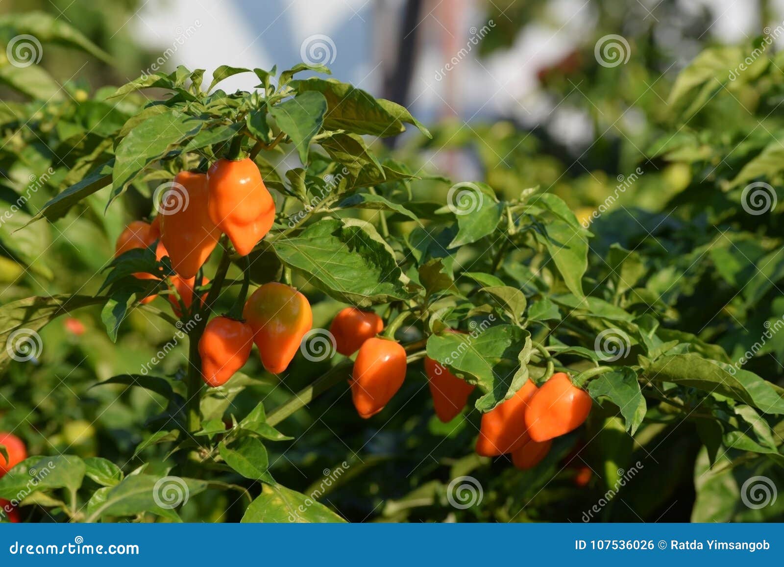 hot habanero orange peppers on the plants