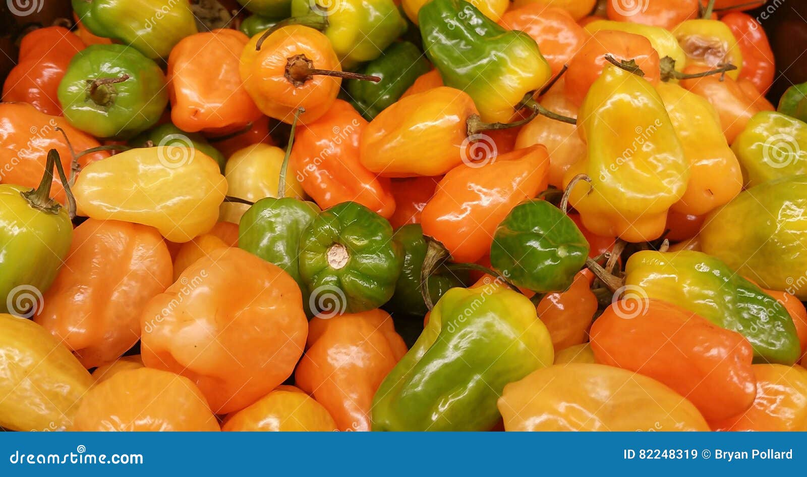 Habanero Peppers stock image. Image of market, agriculture 82248319