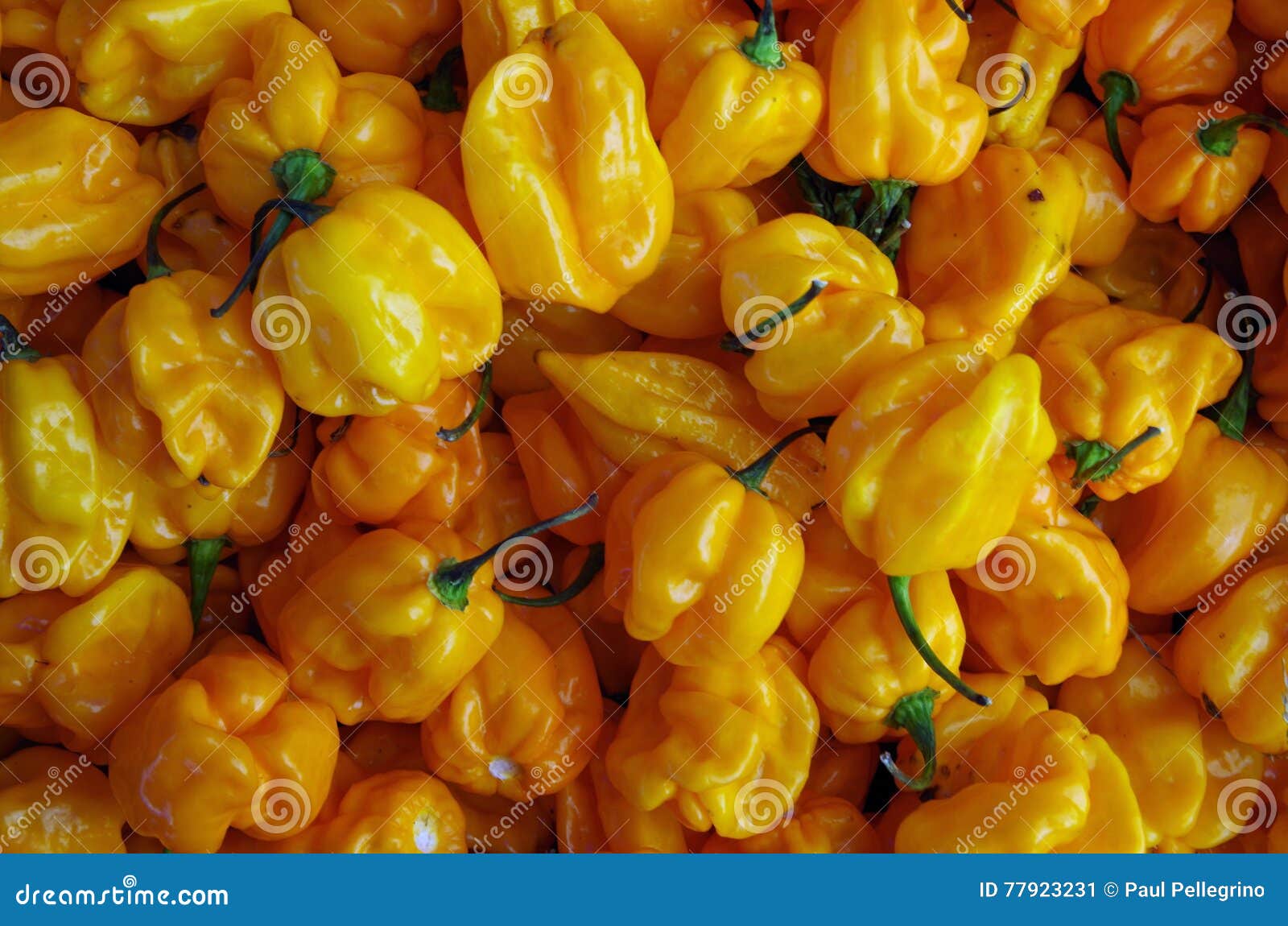 habanero yellow hot peppers pattern view from above