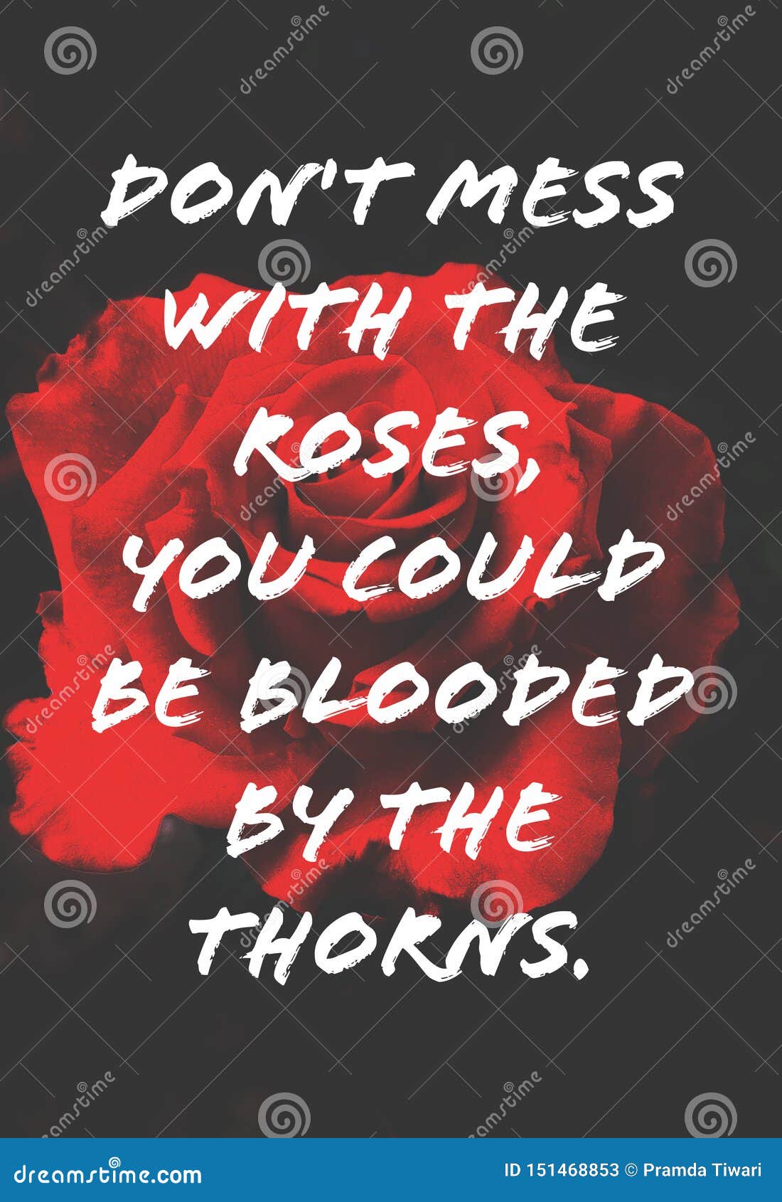 Habilitation De Citation Avec La Rose Rouge Image Stock Image Du Guillemet Aide