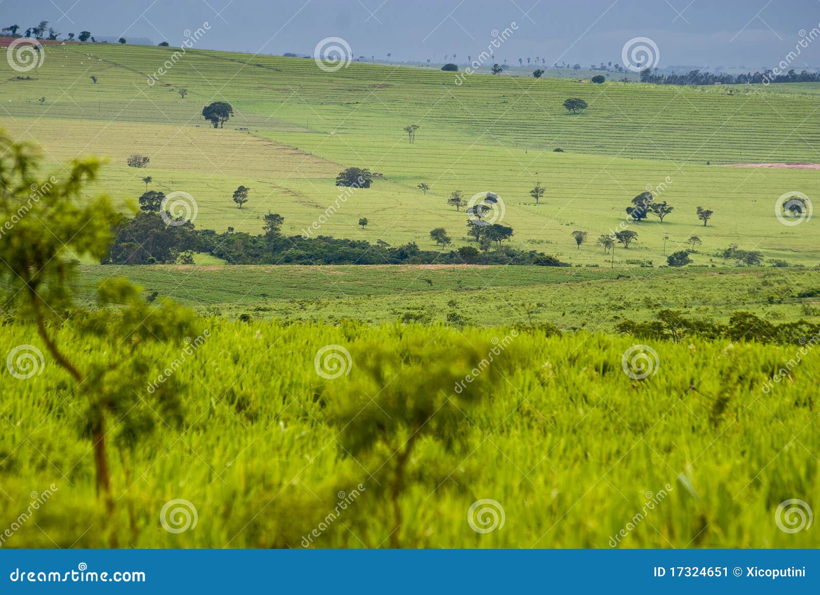Habitat loss stock image. Image of forest, cattle, forestry 17324651