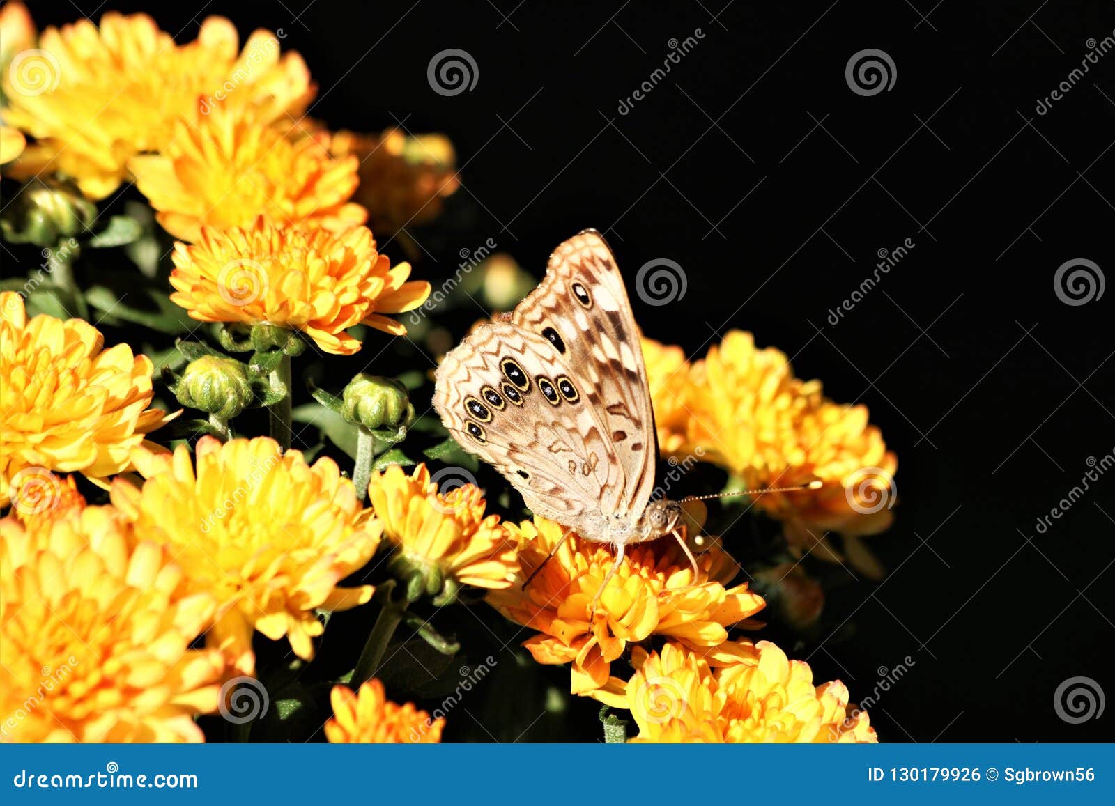 hackberry emperor butterfly on yellow chrysanthemums