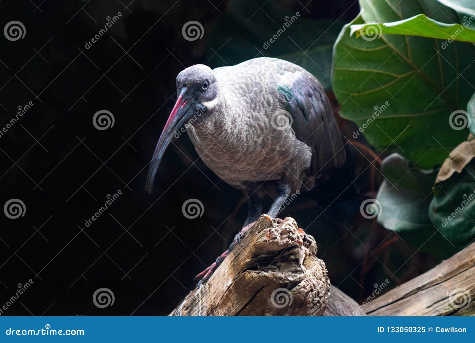 hadada ibis