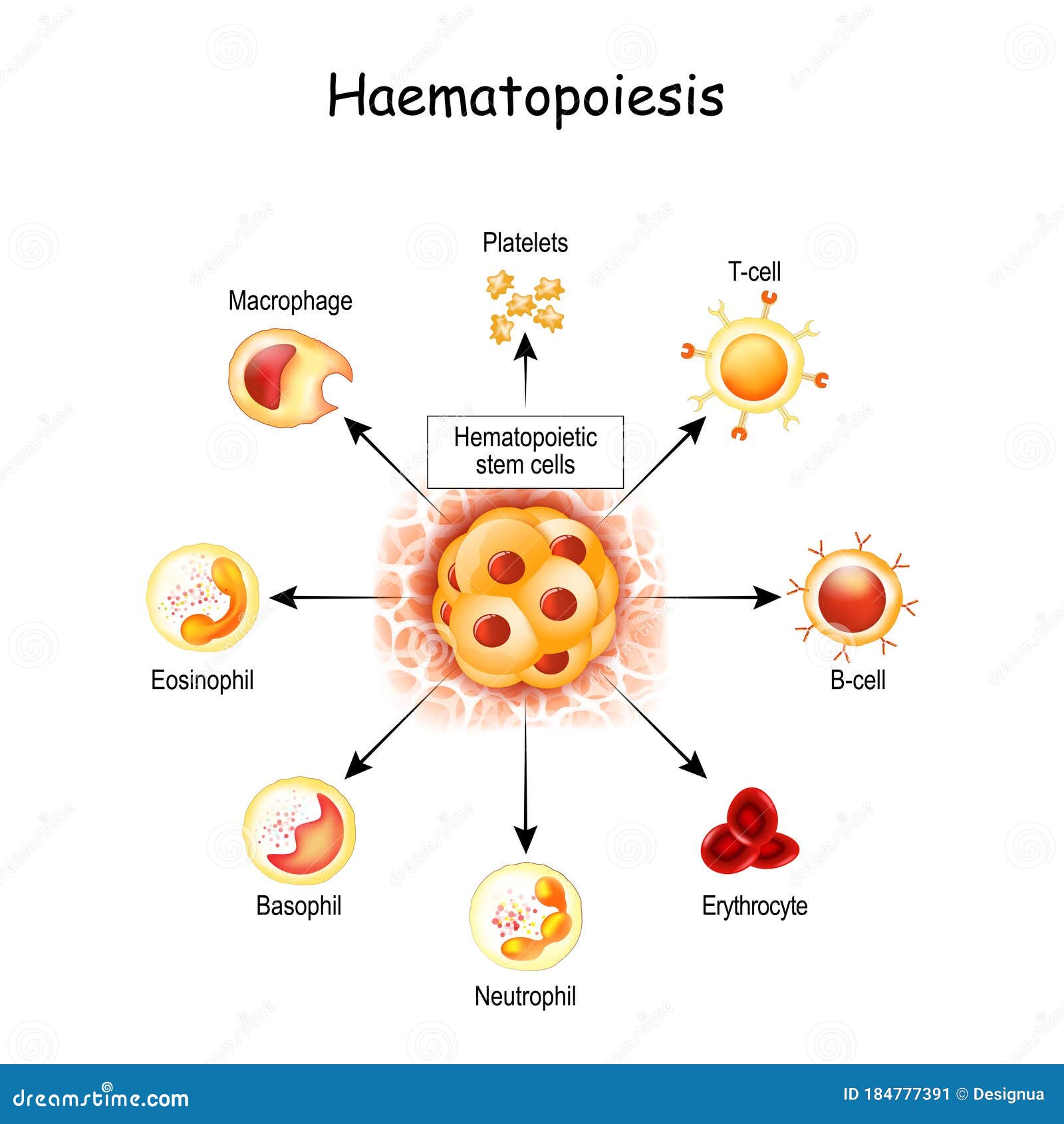 Collection 105+ Images the formation of red and white blood cells by the red bone marrow is known as . Updated