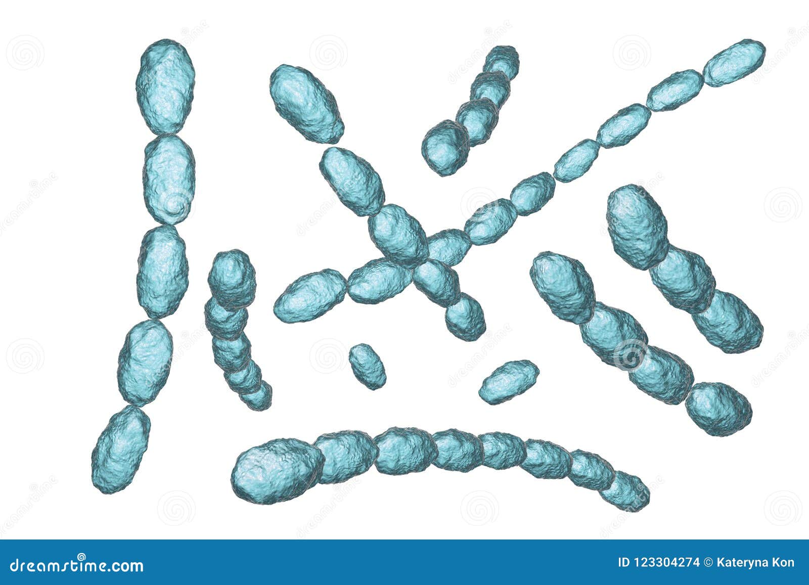 haemophilus ducreyi bacteria