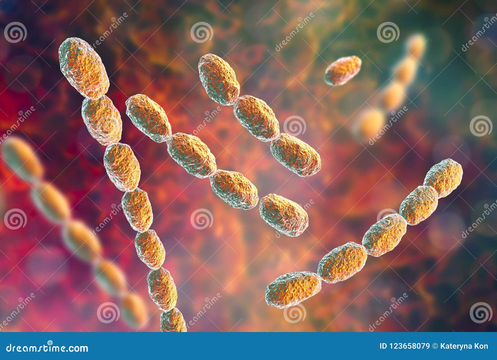 haemophilus ducreyi bacteria