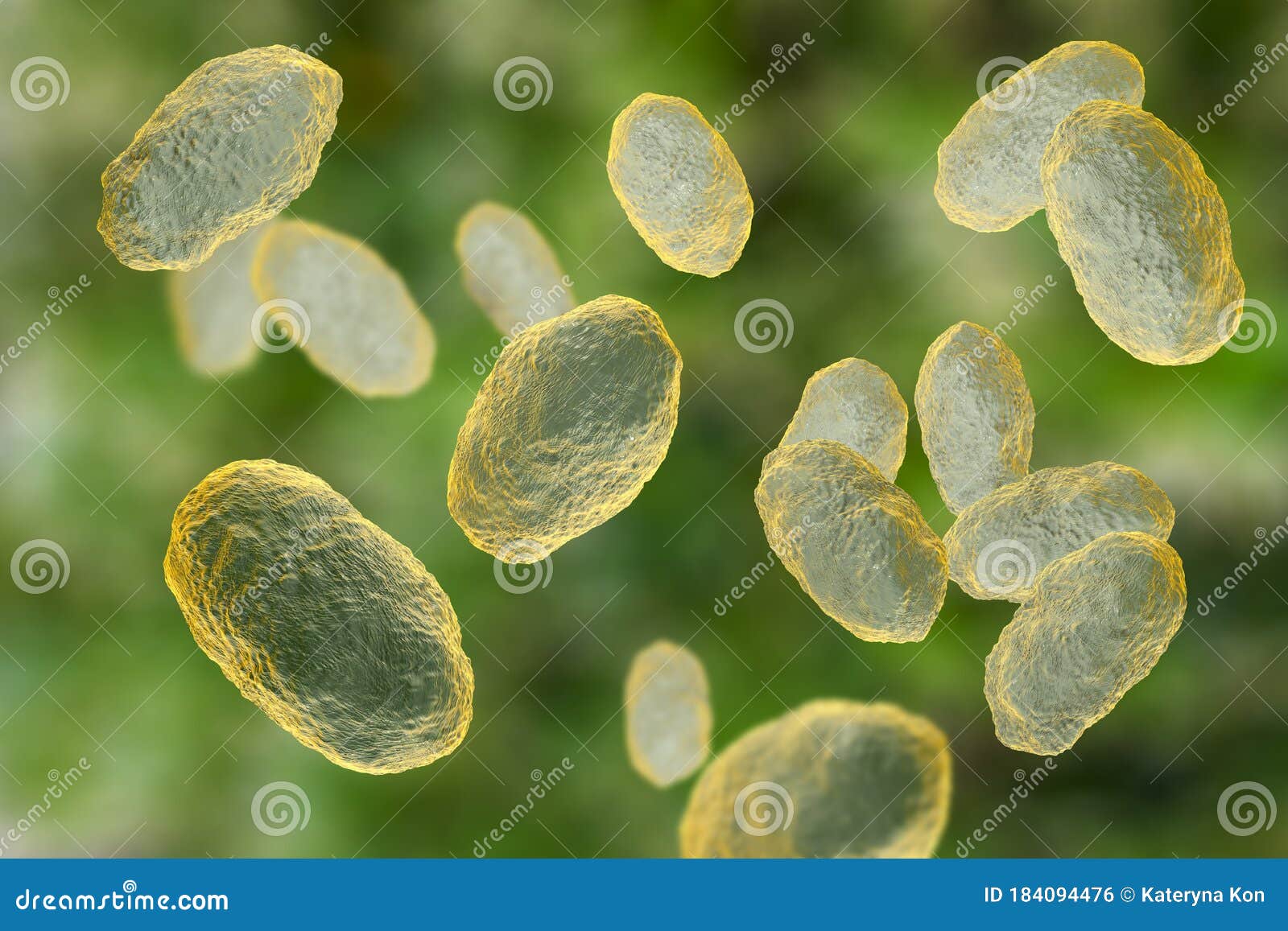 haemophilus influenzae bacteria
