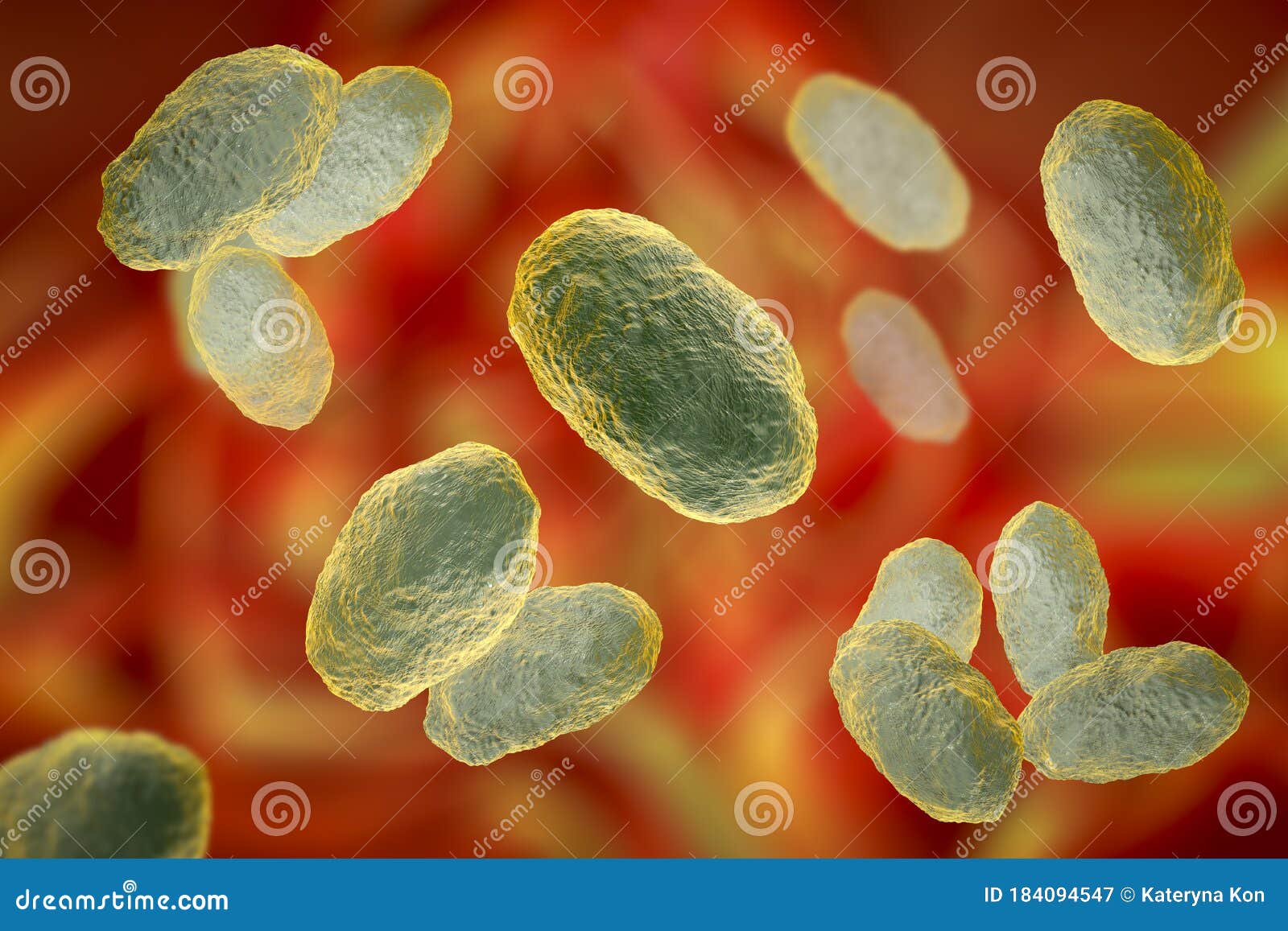 haemophilus influenzae bacteria