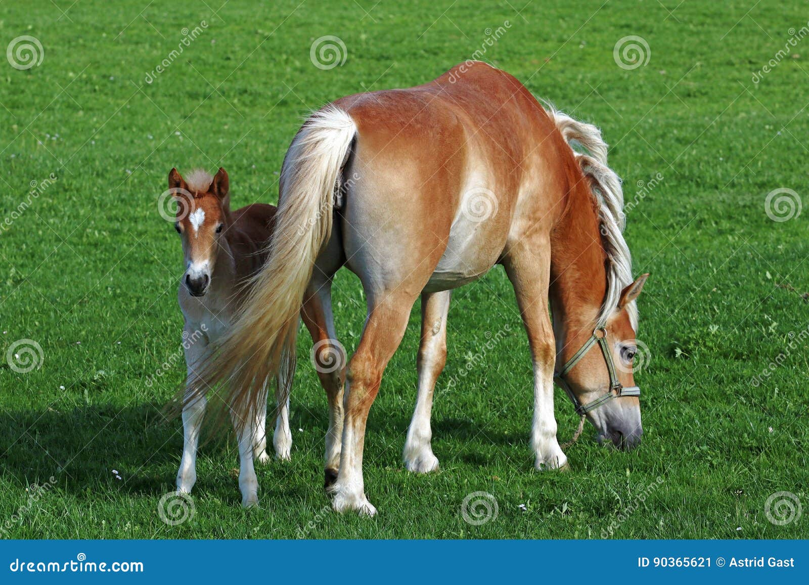 Haflinger Horse with a Foal. Young Haflinger Foal Stock Image Image