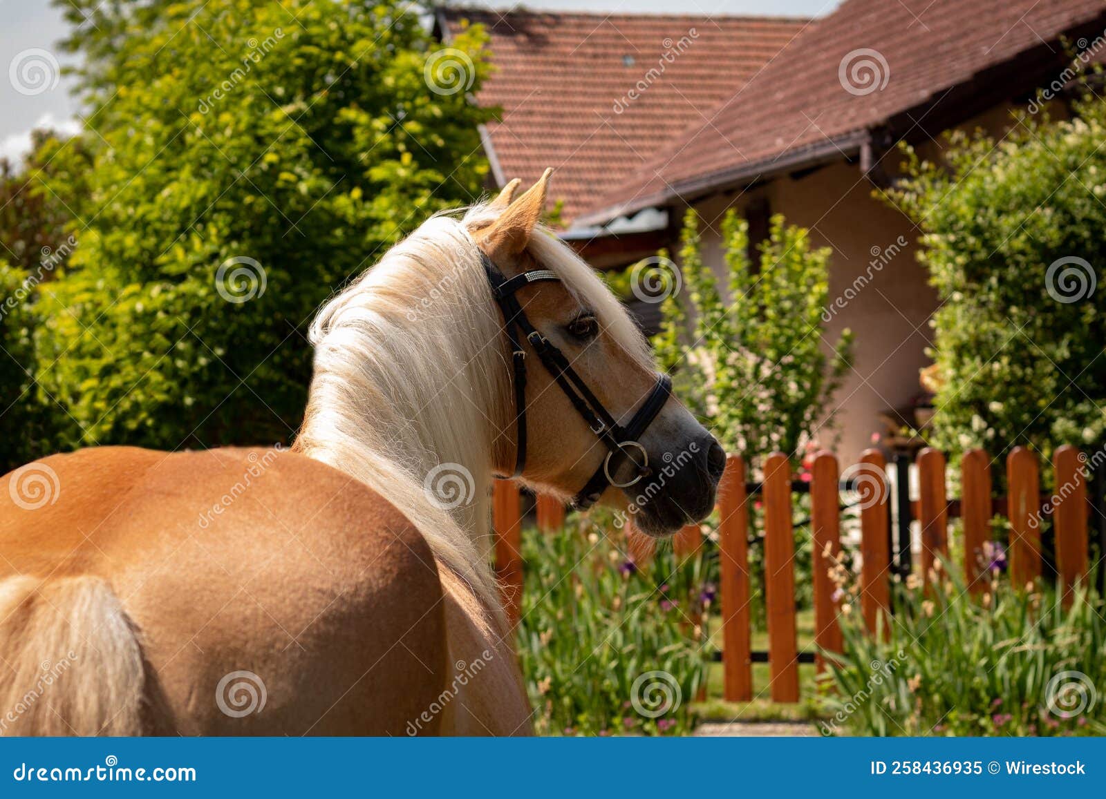 Haflinger Horse Walking in Rural Area Stock Image Image of